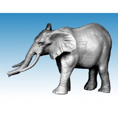 African Elephant