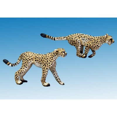 Cheetahs